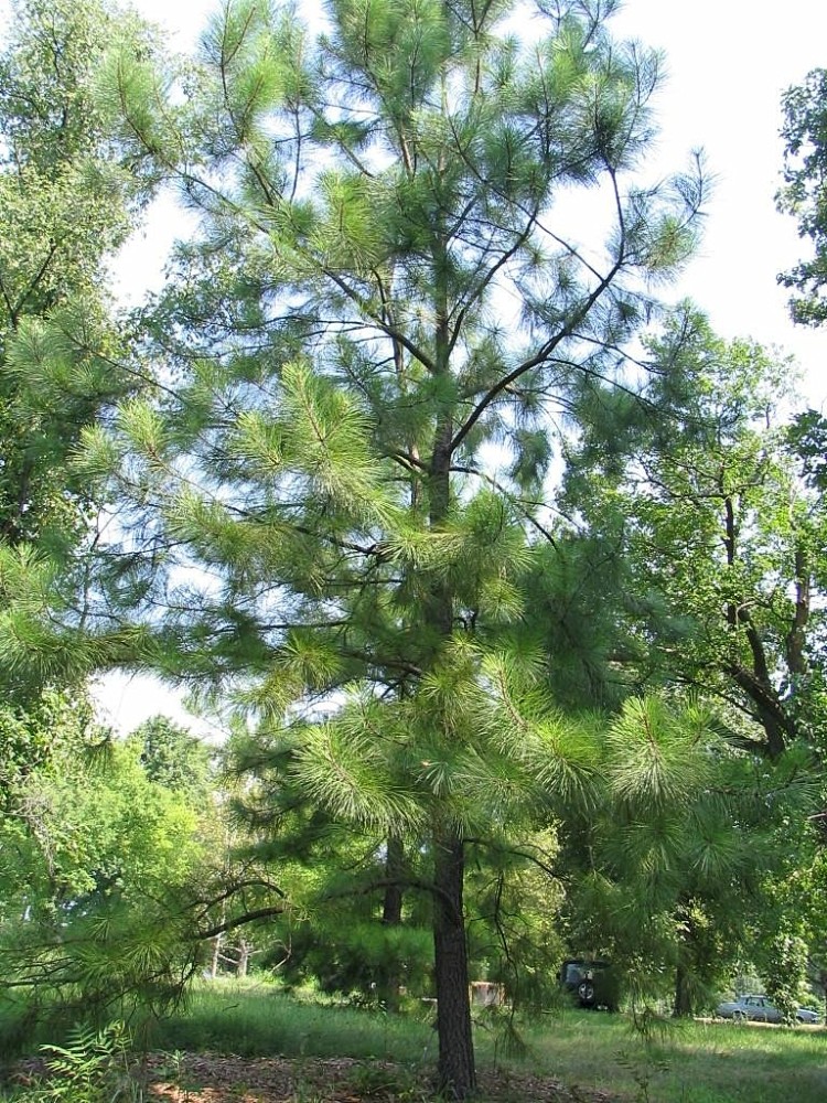 loblolly_pine3